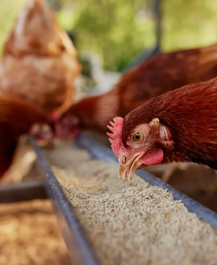 Poultry Feed Additives